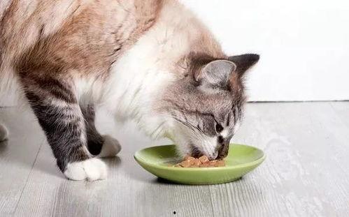 猫味吃两瓜,两瓜的奇妙食旅