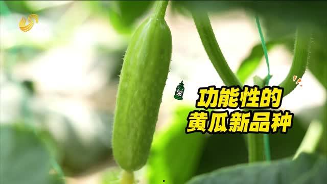减脂可以吃瓜嘛,瓜类食物的合理摄入指南