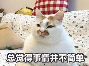 东北恋歌快手网红,快手网红演绎的东北风情传奇