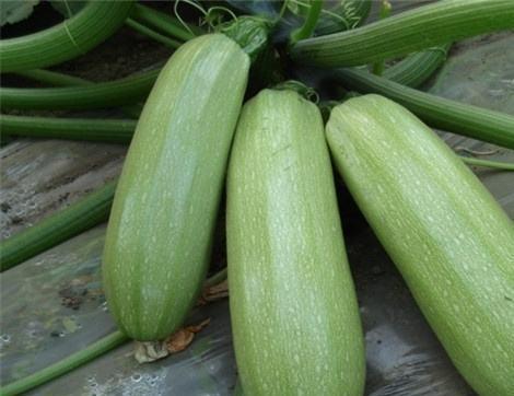 毛瓜痛风可以吃吗,毛瓜痛风患者适宜食用指南