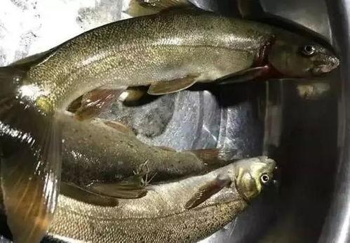 重庆明星鱼莽子来历,传奇来历揭秘