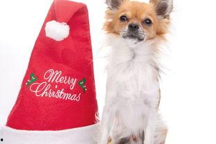 宠物吃的里面含有瓜尔胶,宠物食品中的神奇增稠剂