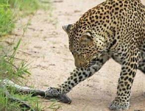 郁豹豹妈妈爆料郁豹豹的视频,萌态十足引网友热议