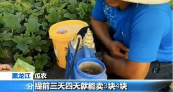 快穿嘎嘎吃瓜 免费,快穿女配的甜蜜瓜田之旅