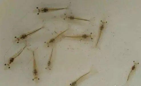 鱼料的溶水怎么看,揭秘营养吸收的秘密