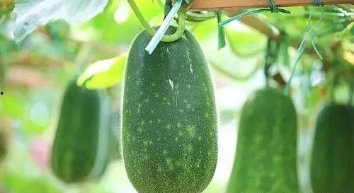 夏天到了有瓜吃,尽享清凉美味