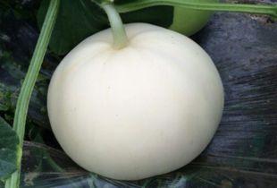 长痘吃梨瓜,天然水果的护肤奇效