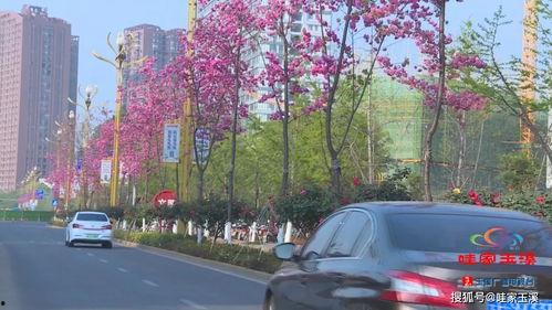 网红温玉路,揭秘网红背后的励志人生